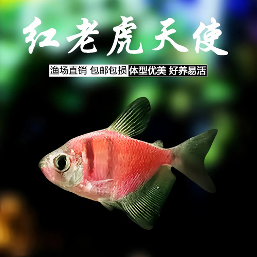 红老虎天使鱼热带观赏鱼