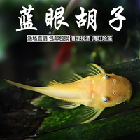 黄金胡子大帆工具鱼清缸除藻热带小型淡水鱼红蓝眼好养耐活鱼