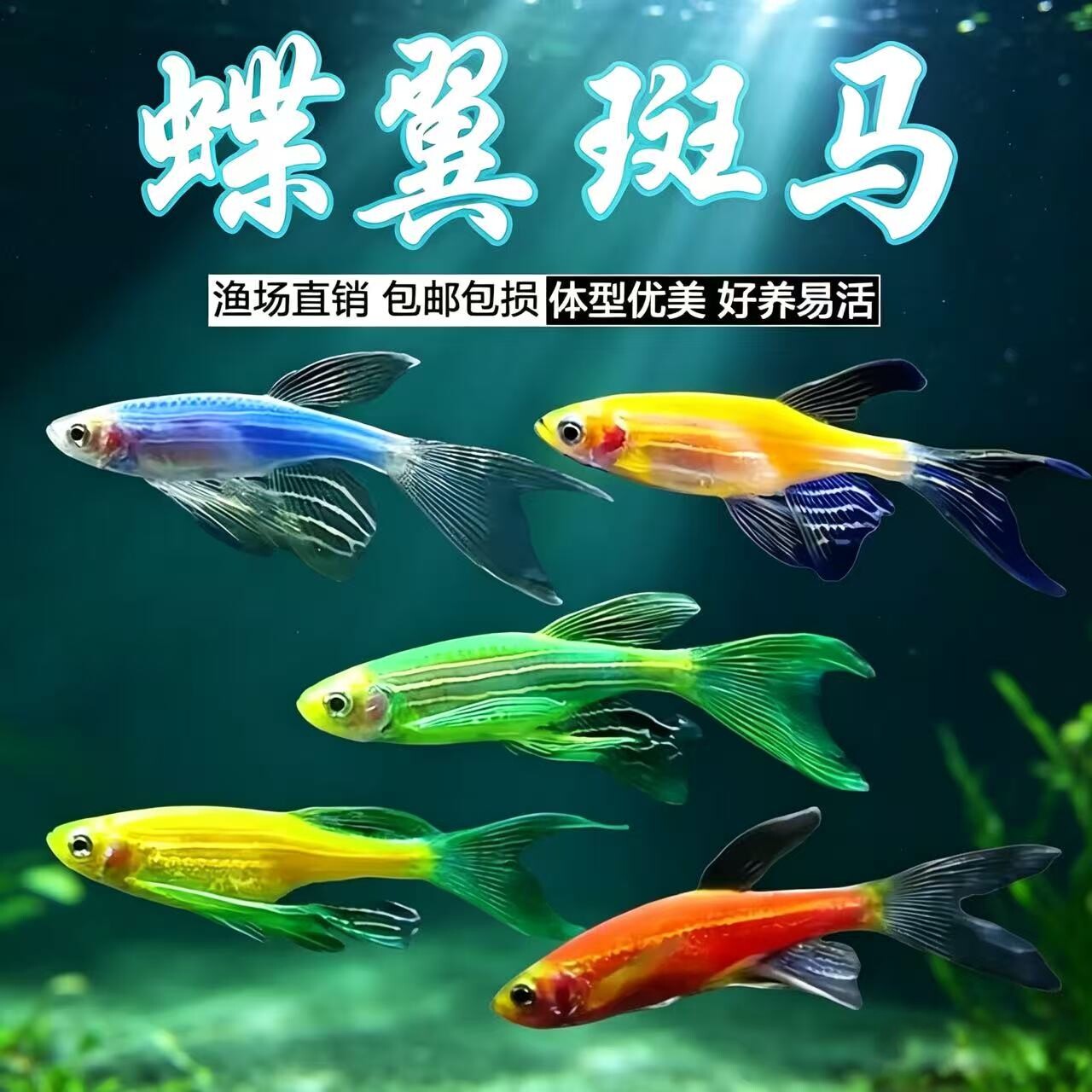 蝶翼斑马鱼长尾长鳍翡翠绿观赏鱼龙凤冷水小型淡水好养耐活小活鱼