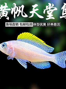 黄帆天堂鸟鱼卷贝鱼非洲坦鲷