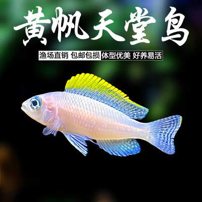 黄帆天堂鸟鱼卷贝鱼非洲坦鲷