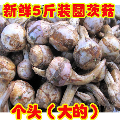 茨菇26年新鲜茨茹淮安圆茨菇