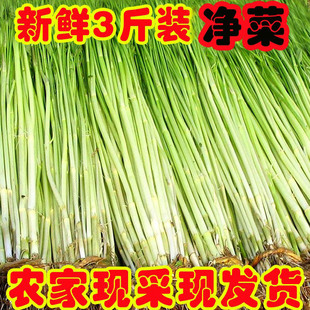 水芹菜26年苏北新鲜蔬菜1500克(净菜)小叶野水芹菜芽农家自种