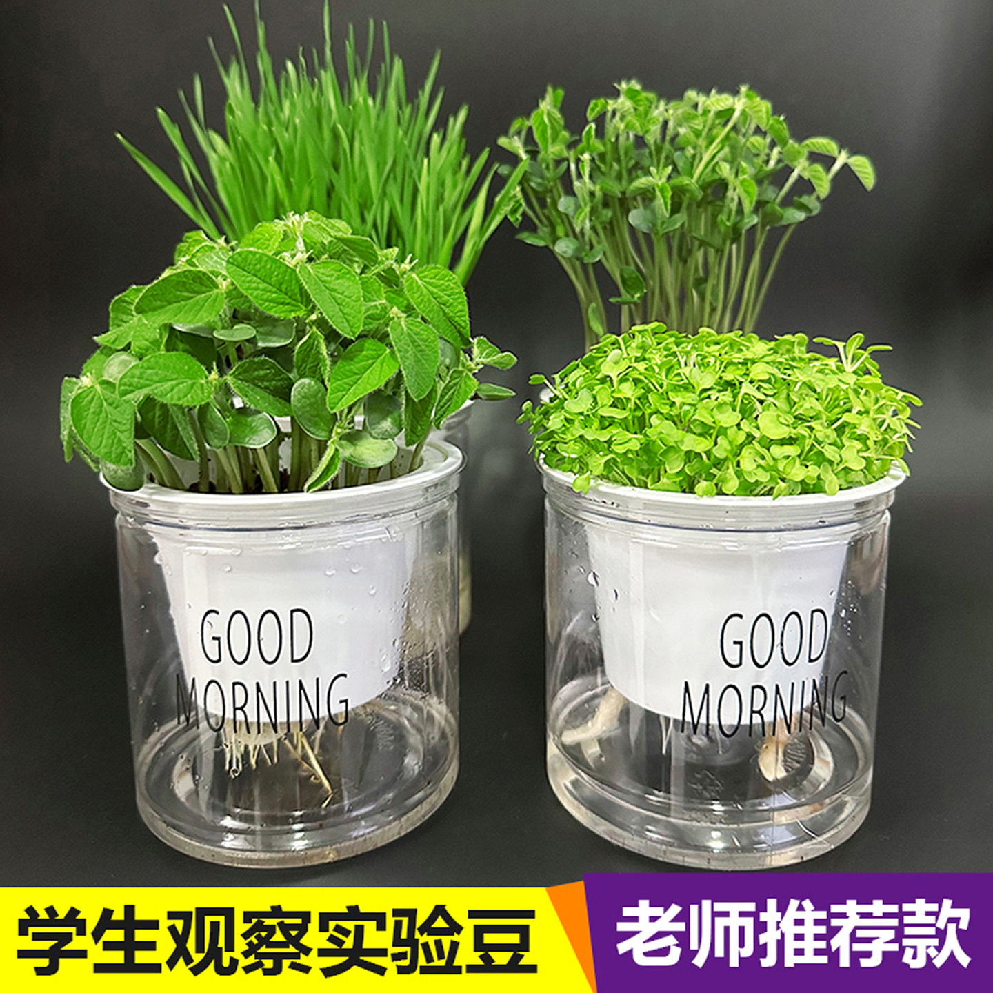 小学生儿童观察植物生长作业