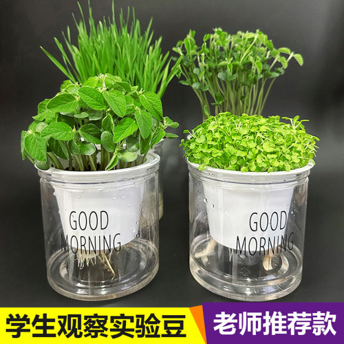 小学生儿童观察植物生长作业