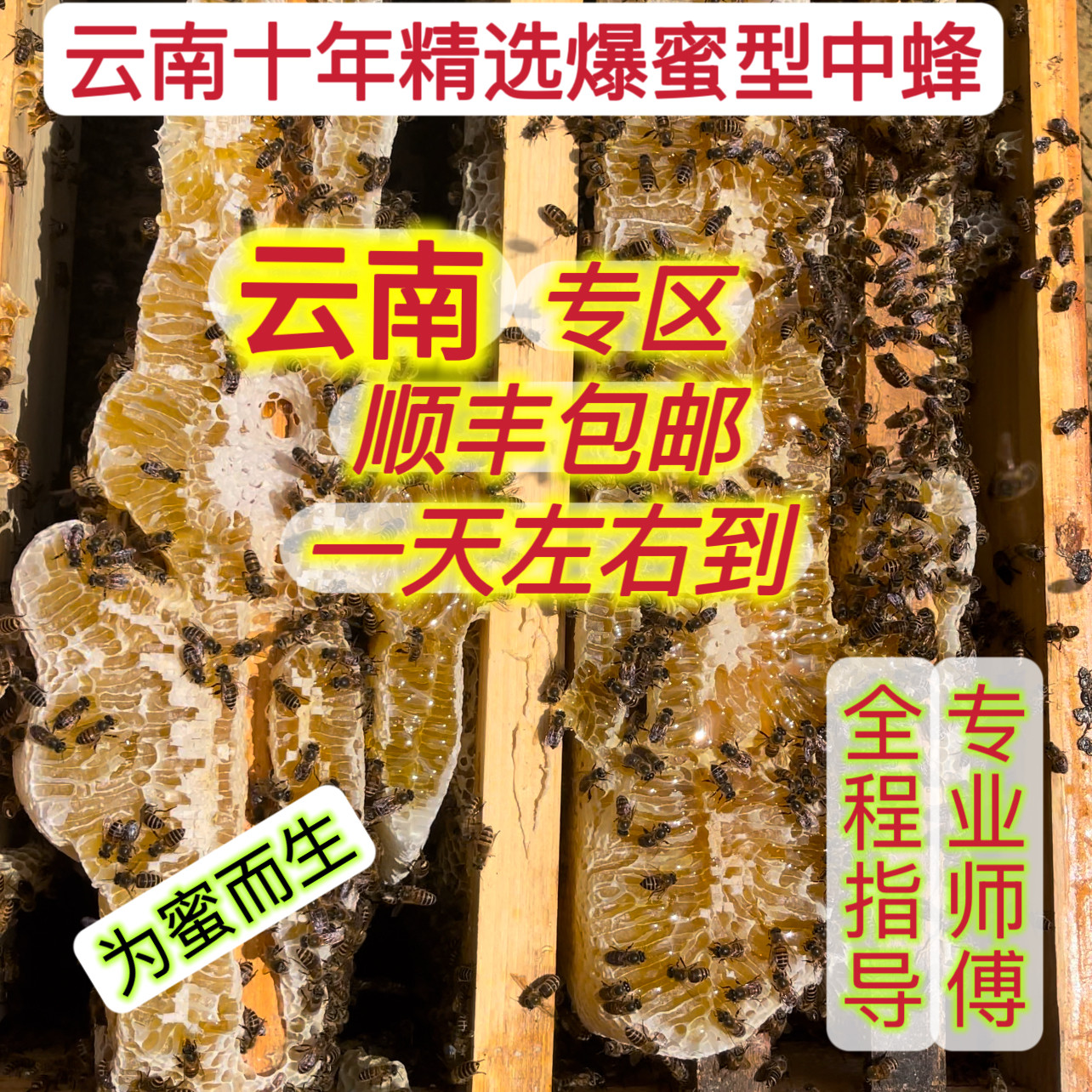 蜜蜂活群中蜂蜂群土蜂带箱中华蜜蜂土蜂云南中蜂贵州四川重庆广西,农用物资,授粉蜂,淘宝优惠券,粉丝福利购,淘宝优惠卷