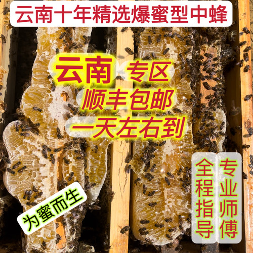 蜜蜂活群中蜂蜂群土蜂带箱中华蜜蜂土蜂云南中蜂贵州四川重庆广西