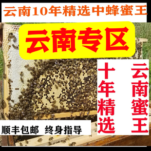 蜜蜂活群中蜂蜂群土蜂带箱中华蜜蜂土蜂云南中蜂贵州四川重庆广西