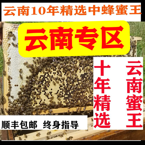 蜜蜂活群中蜂蜂群土蜂带箱中华蜜蜂土蜂云南中蜂贵州四川重庆广西