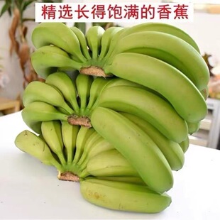 云南新鲜现摘净重9斤banana不泡药威尼斯自然熟香蕉坏果包赔 包邮
