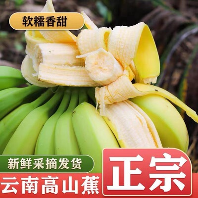 云南红河现摘大banana净重9斤新鲜水果现摘自然熟威尼斯香蕉包邮
