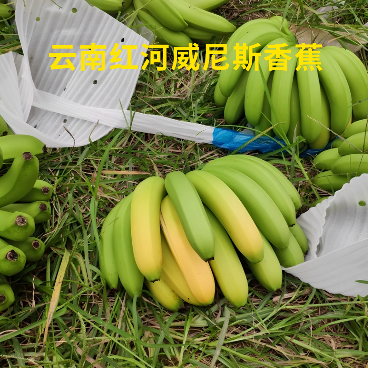 云南红河威尼斯香蕉自家栽种自然熟无药水新鲜现摘坏果包赔包邮