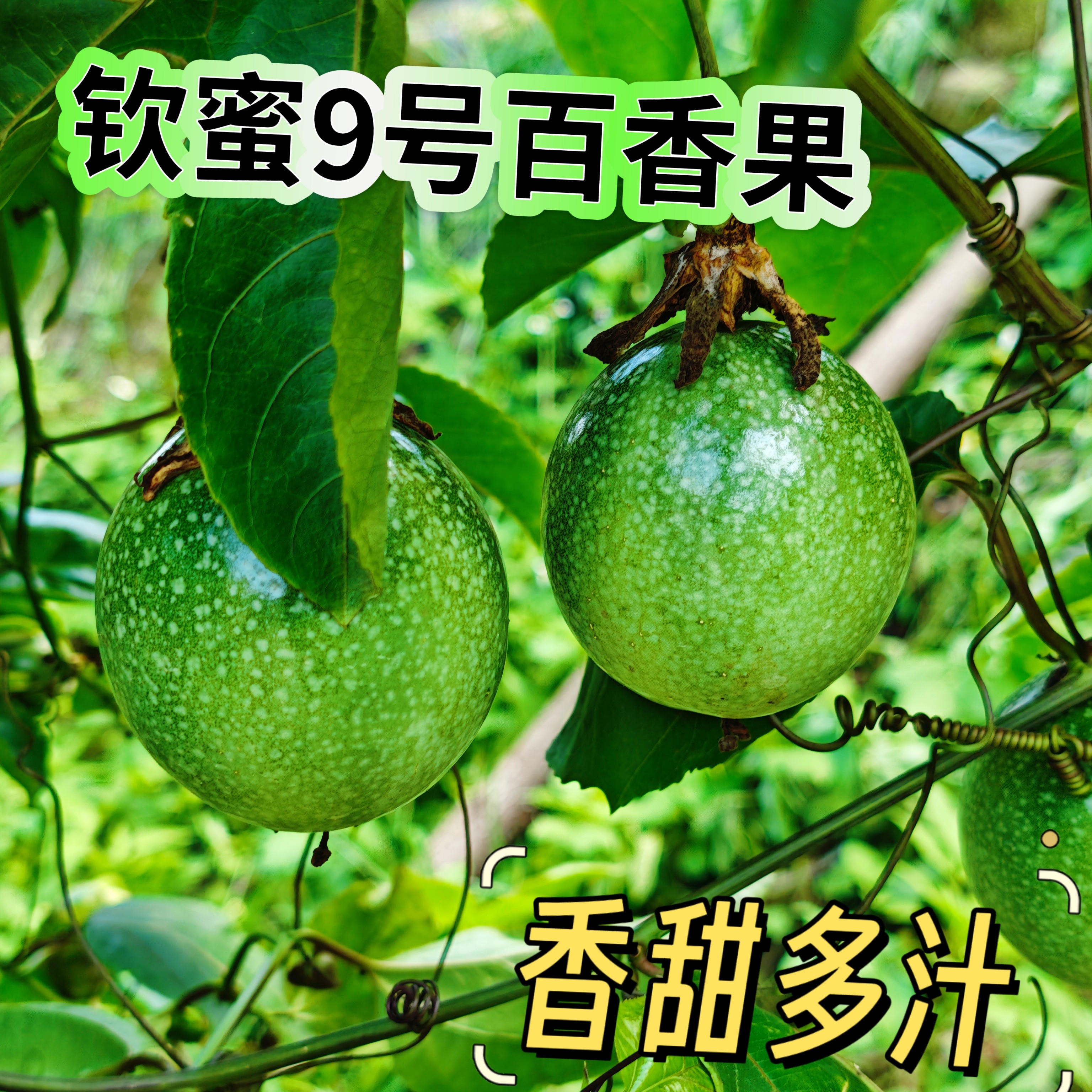 云南正宗钦蜜黄金百香果新鲜5斤大果应季水果孕妇鲜果当季整箱