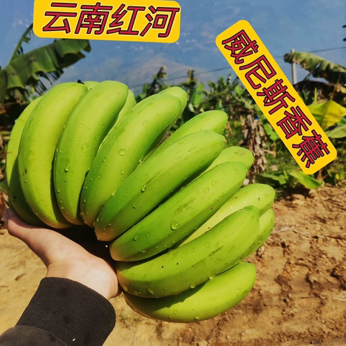 云南高山香蕉自然熟无添加新鲜