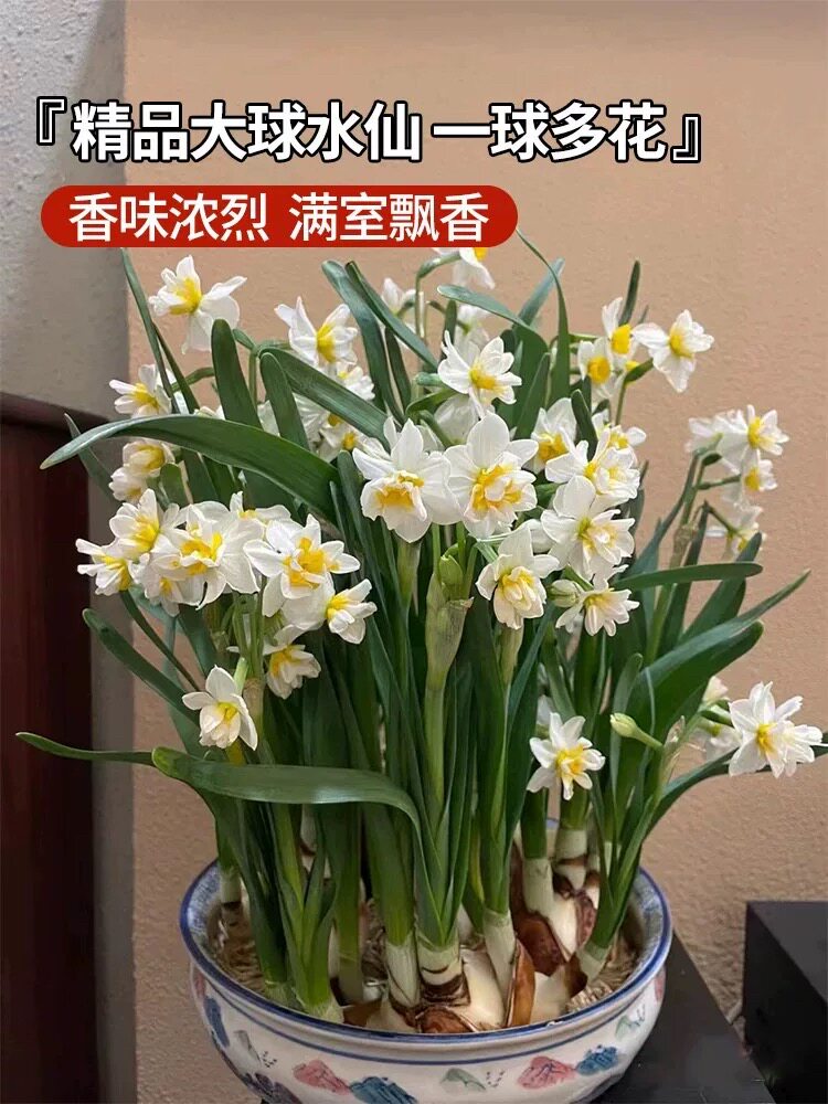 漳州水仙花种球种子特级水养花卉
