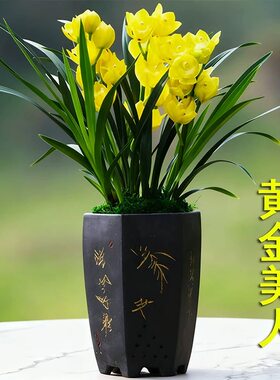 新品兰花苗黄金美人花建兰浓香兰草室内花盆栽花卉好养