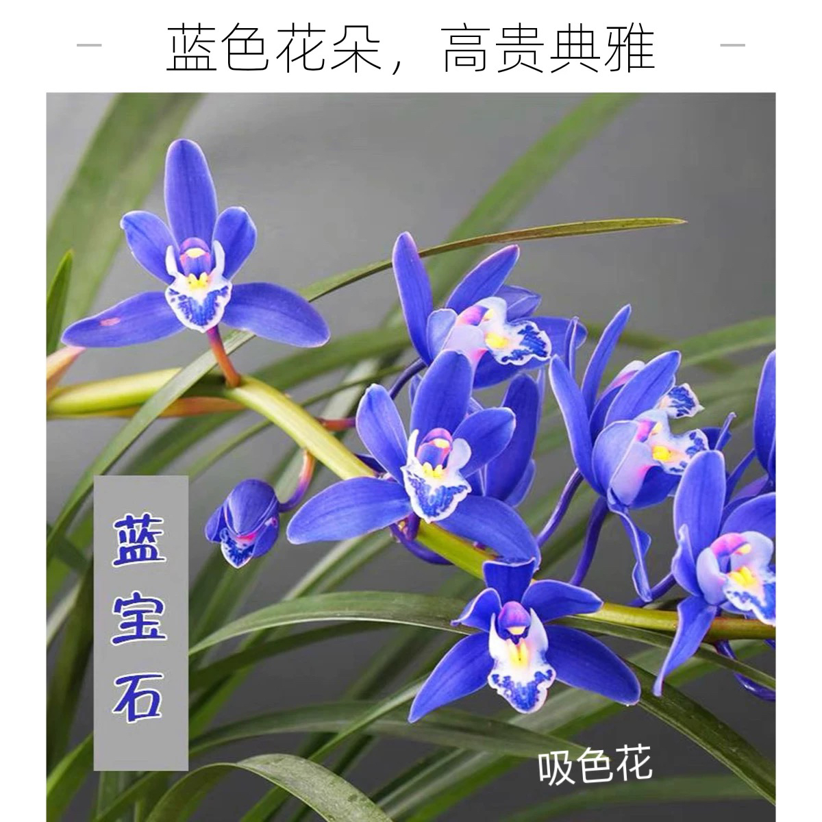 兰花苗矮种盆栽植物名贵品种吸色建兰四季花卉金边兰花苗蓝宝石