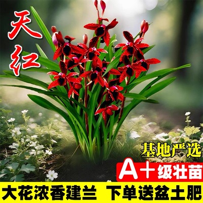 建兰天红四季兰花苗带花苞室内好养浓香花卉盆栽绿植开花客厅阳台