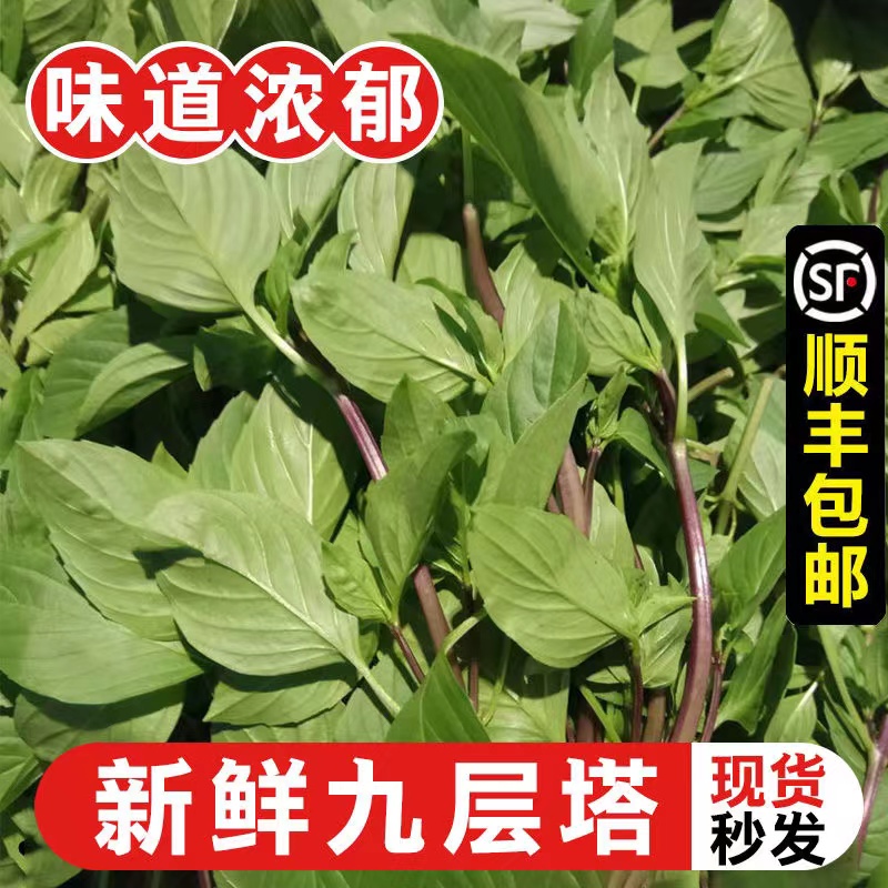 九层塔食用新鲜台湾金不换非罗勒叶香料菜三杯鸡冬阴功食材鱼香草_虎窝淘