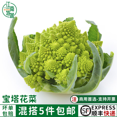新鲜宝塔菜750g罗马西餐食材酒店