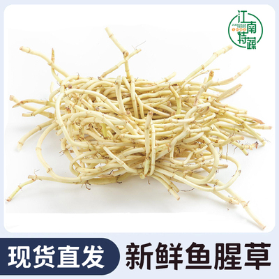 新鲜鱼腥草折耳根现挖节节根