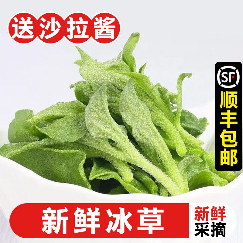 新鲜冰草蔬菜食用火锅生吃沙拉菜新鲜...