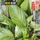 九层塔食用新鲜台湾金不换非罗勒叶打抛叶香料菜三杯鸡冬阴功食材