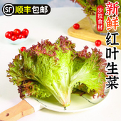 新鲜红叶生菜清洗西餐沙拉蔬菜凉拌健身食材罗莎红紫叶蔬菜