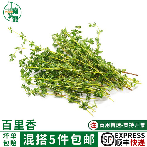 百里香新鲜泰国香料菜新鲜百里香西餐煎牛排佐料调味调料250g