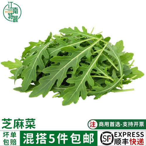 新鲜芝麻菜叶沙拉蔬菜食材