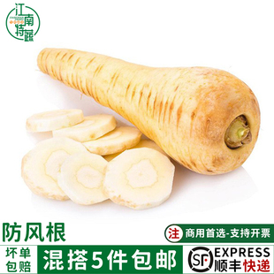 新鲜防风根欧洲萝卜品种parsnip 500g蒲芹菜萝卜法国西餐烘焙食用