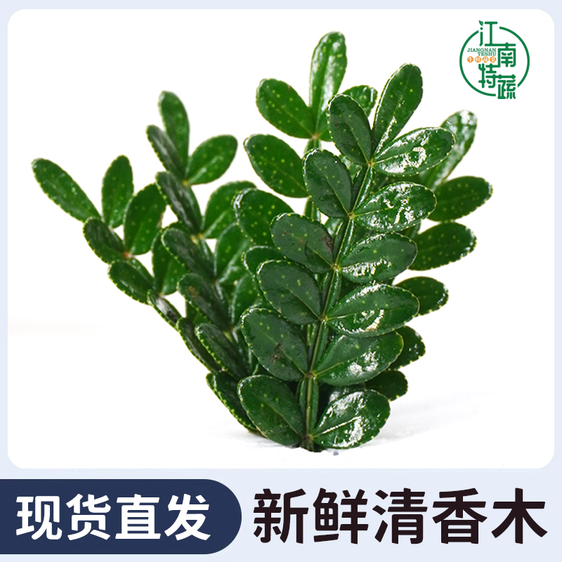 清香木叶子新鲜青香木胡椒木叶蛋糕烘焙日料西餐摆盘装饰花草点缀
