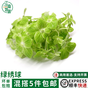 绿绣球花甜品蛋糕装饰烘焙用草叶子新鲜西餐酒楼冷盘摆盘花草点缀