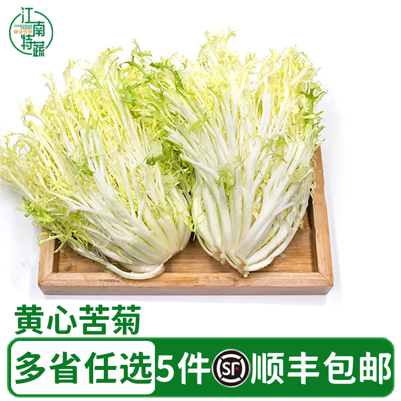 新鲜黄心苦菊500g苦叶生菜苦苣九芽狗牙菜苦细叶蔬菜沙拉西餐食材