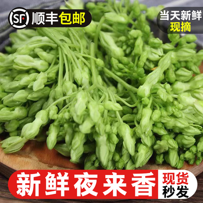 夜来香新鲜蔬菜夜香花顺丰包邮月见草煲汤煎饼农庄西餐装饰食材