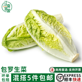 新鲜包罗生菜500g包心罗纹包心罗马蔬菜沙拉生菜绿色西餐沙拉