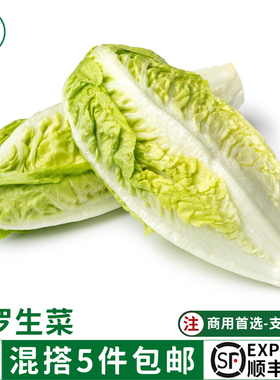 新鲜包罗生菜500g包心罗纹包心罗马蔬菜沙拉生菜绿色西餐沙拉