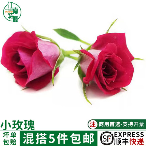小玫瑰花瓣可食用新鲜采摘鲜
