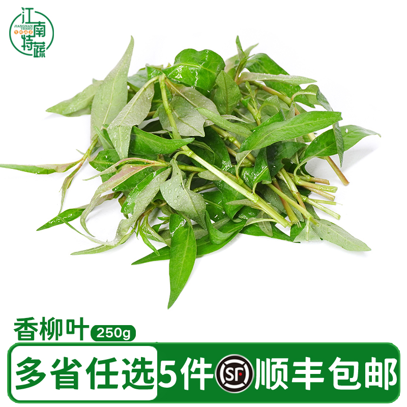 新鲜香柳叶调味调料蔬菜