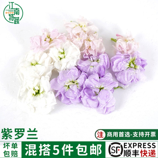 新鲜紫罗兰花鲜花烘焙蛋糕装饰花草西餐烘焙酒店摆盘点缀花束鲜花