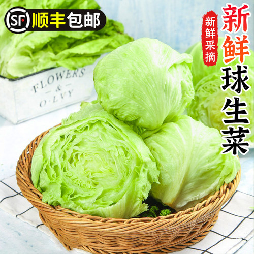 球生菜新鲜西生菜西汉堡包专用生菜球包邮沙拉蔬菜食材球形生菜