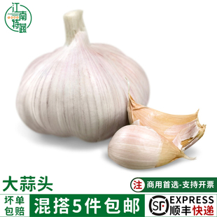 新鲜大蒜头500g紫皮大蒜干蒜调料调味食材农家蒜新鲜蔬菜顺丰