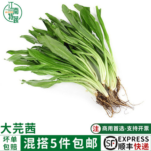 大芫茜新鲜食用泰国香料菜大香菜