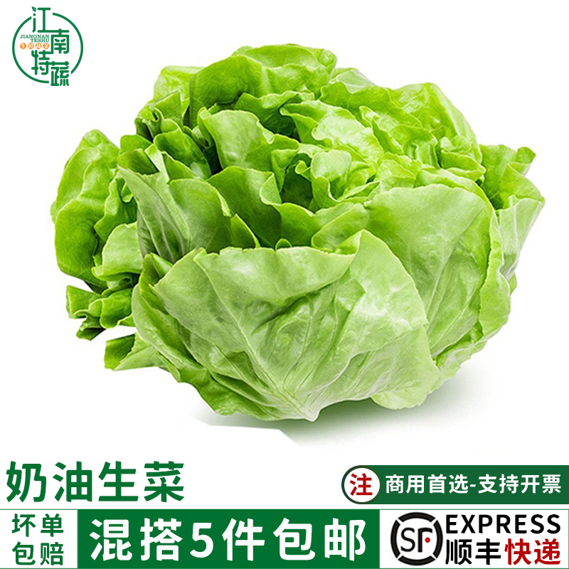 新鲜奶油生菜500g西餐蔬菜沙拉色拉脆嫩食材牛油生菜波士顿生菜