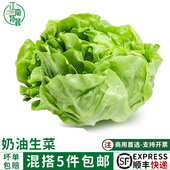 新鲜奶油生菜500g西餐蔬菜沙拉色拉脆嫩食材牛油生菜波士顿生菜