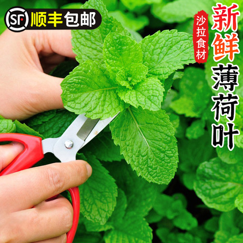 新鲜薄荷叶可食用泡水装饰调酒鸡尾酒烘焙酒吧专用留兰香薄荷叶子
