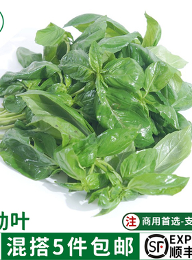 新鲜泰国甜罗勒叶100g食用泰国香料罗勒叶酱调料青酱非九层塔蔬菜