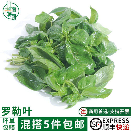 新鲜泰国甜罗勒叶食用泰国香料