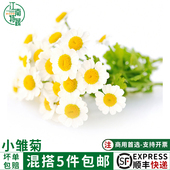 鲜洋甘菊鲜花插花西餐摆盘蛋糕装 饰小雏菊50朵迷你菊花翠菊花10g