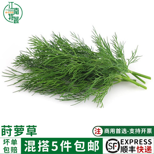 刁草新鲜莳萝食用茴香调味